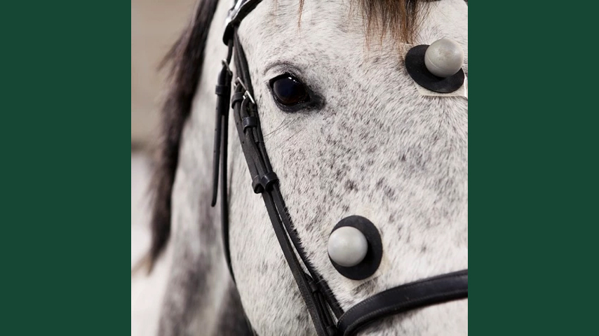 Foto av en ljus häst med sensorer placerade över ansiktsytan.