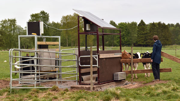 Ungnöt på bete på väg in i en våg.
