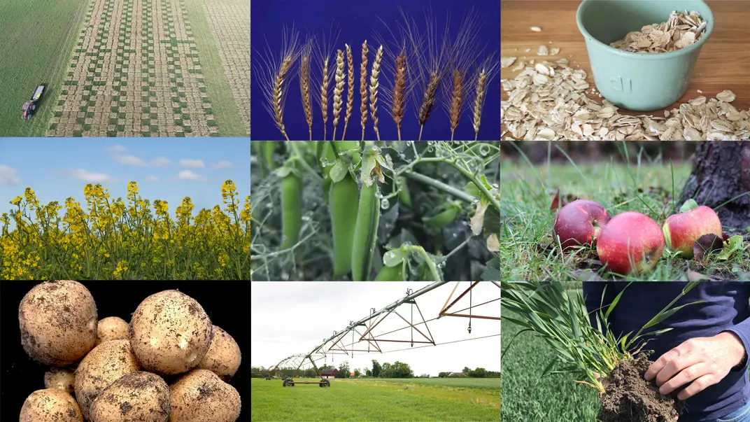 Image collage with nine different photos of crops and agricultural fields.