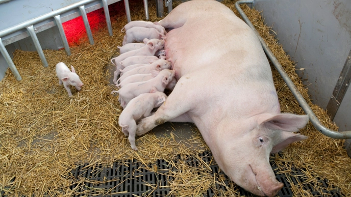 Suckling piglets, Swedish Livestock Research Centre at SLU in Uppsala-Lövsta.
