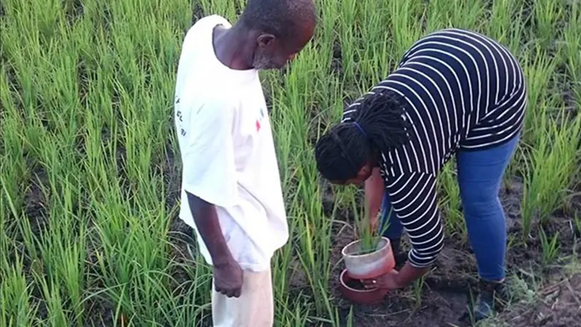 Två personer gör experiment på ett risfält