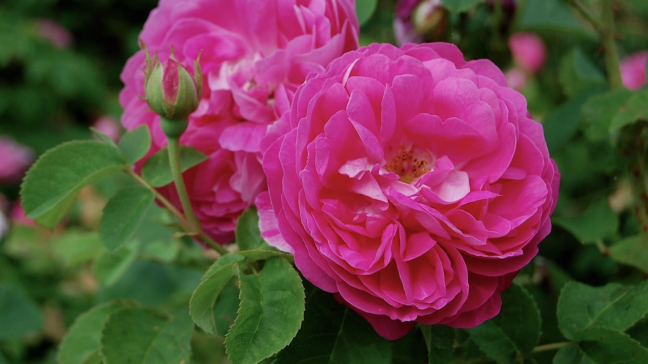 Närbild av Grönt kulturarv®s bourbonrosen 'Pipar Hans'. Fotot visar två fyllda rosa blommor tillsammans med en blomknopp. Runtom syns gröna sågtandade blad.