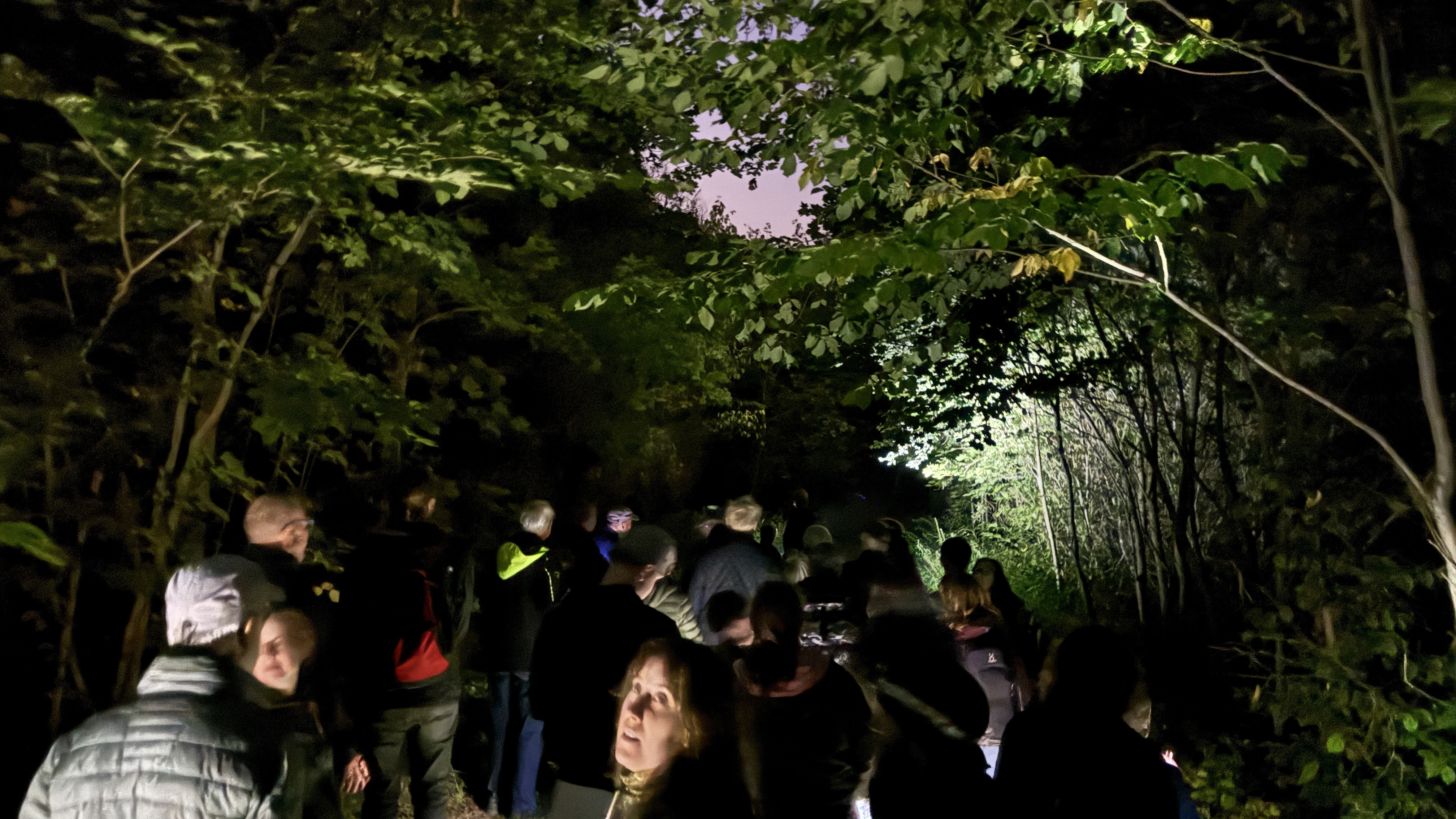 Fladdermuskväll i Norrtälje.