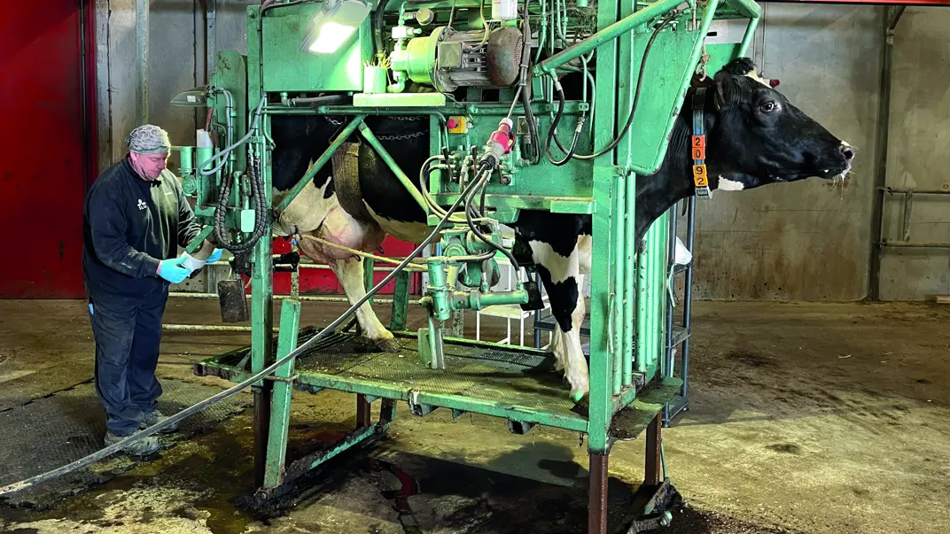 Hoof trimming at the Swedish Livestock Research Centre