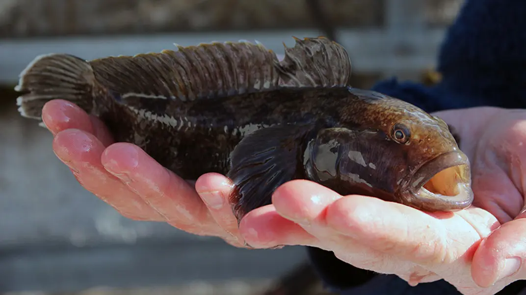 Round goby in the hands of a person. Photo.