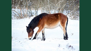 Foto av ett gotlandsruss utomhus i snö.