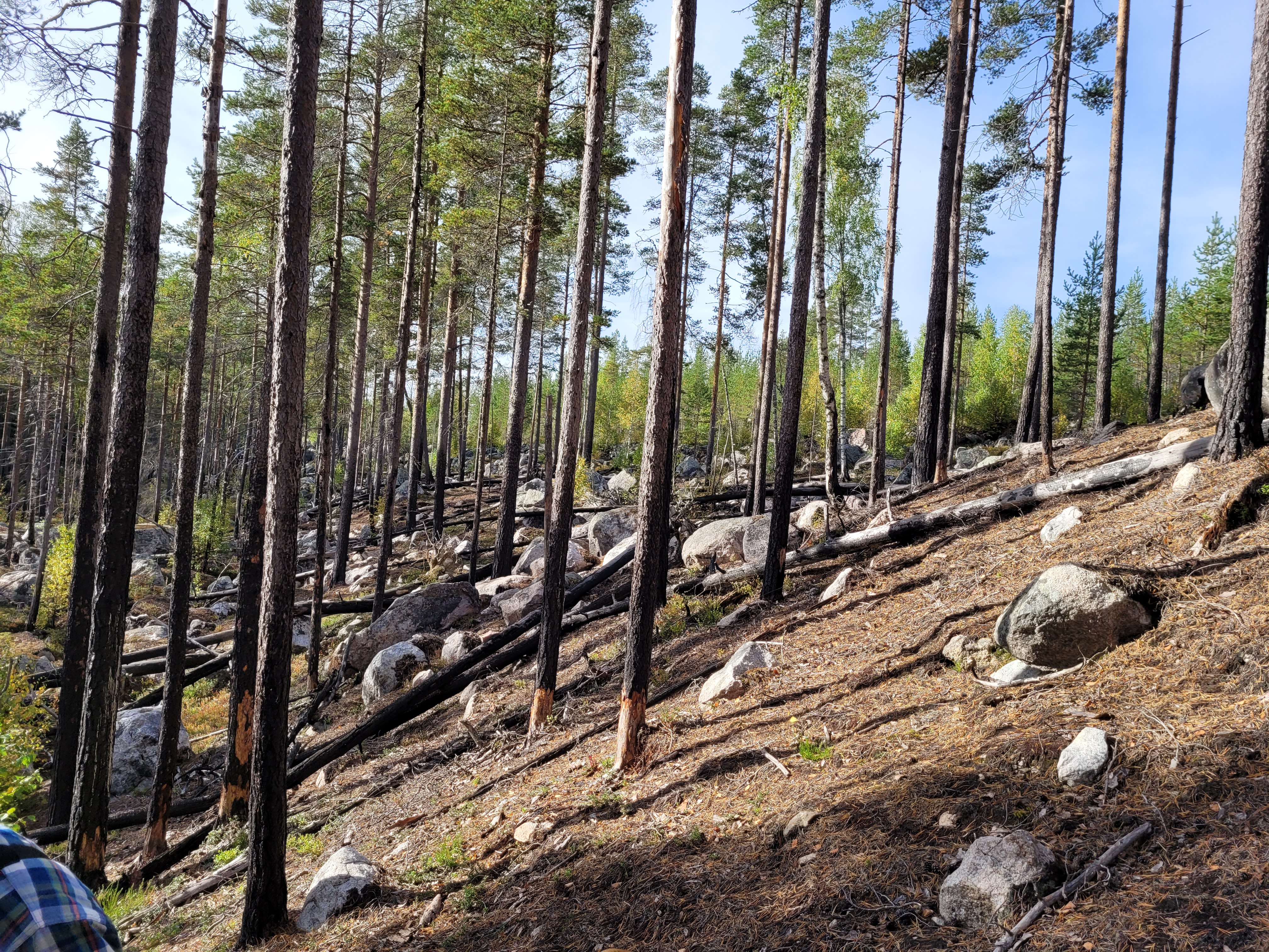 bränd tallskog i Ejheden