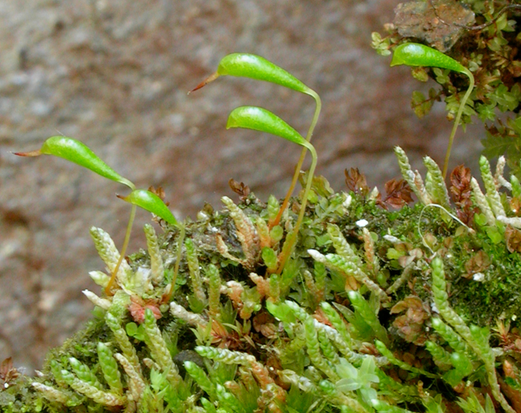 Grön mossa där stänglar med kapsel sticker upp ur mossan. Foto