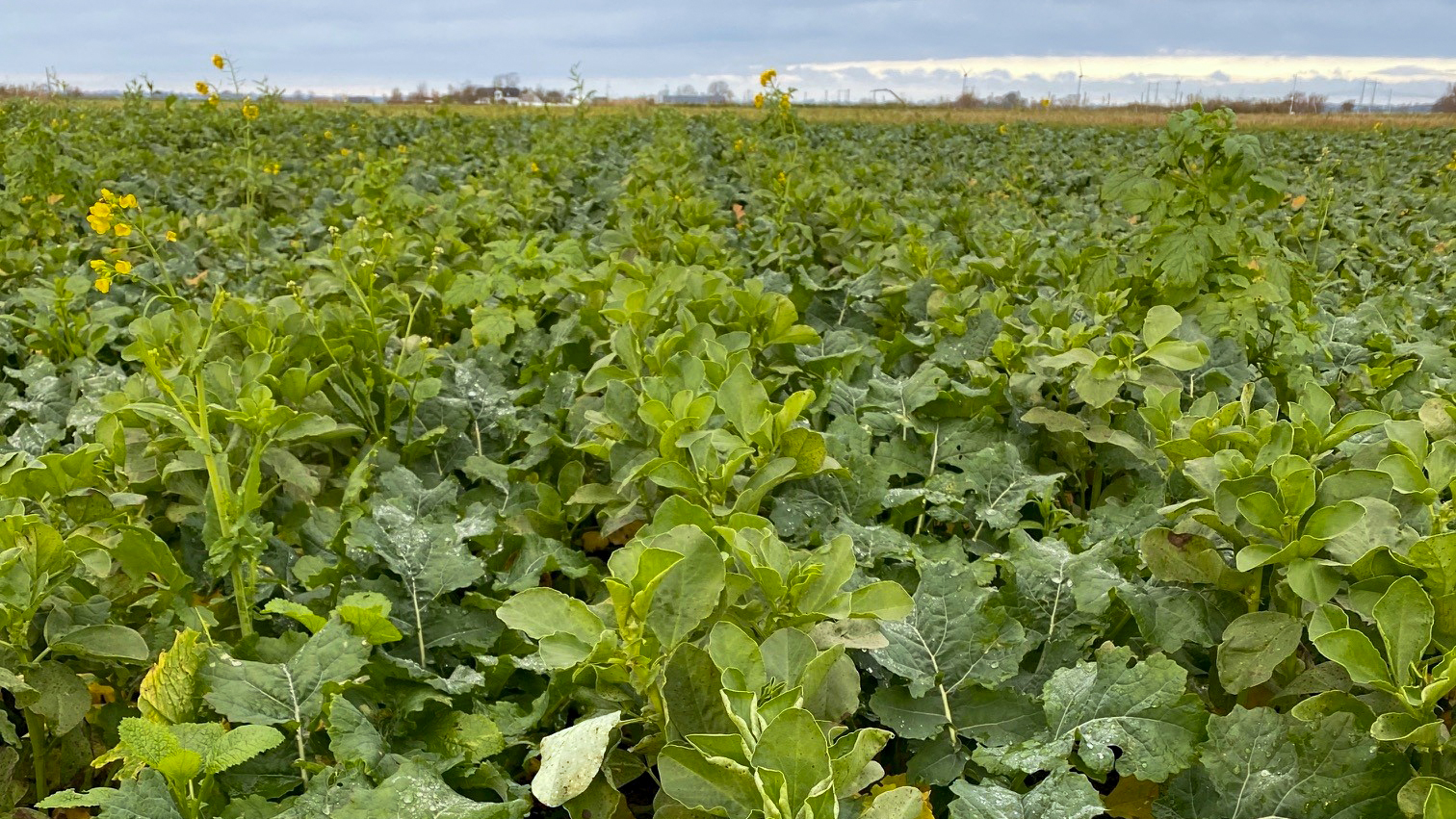 A field with two different crops growing together. Photo.