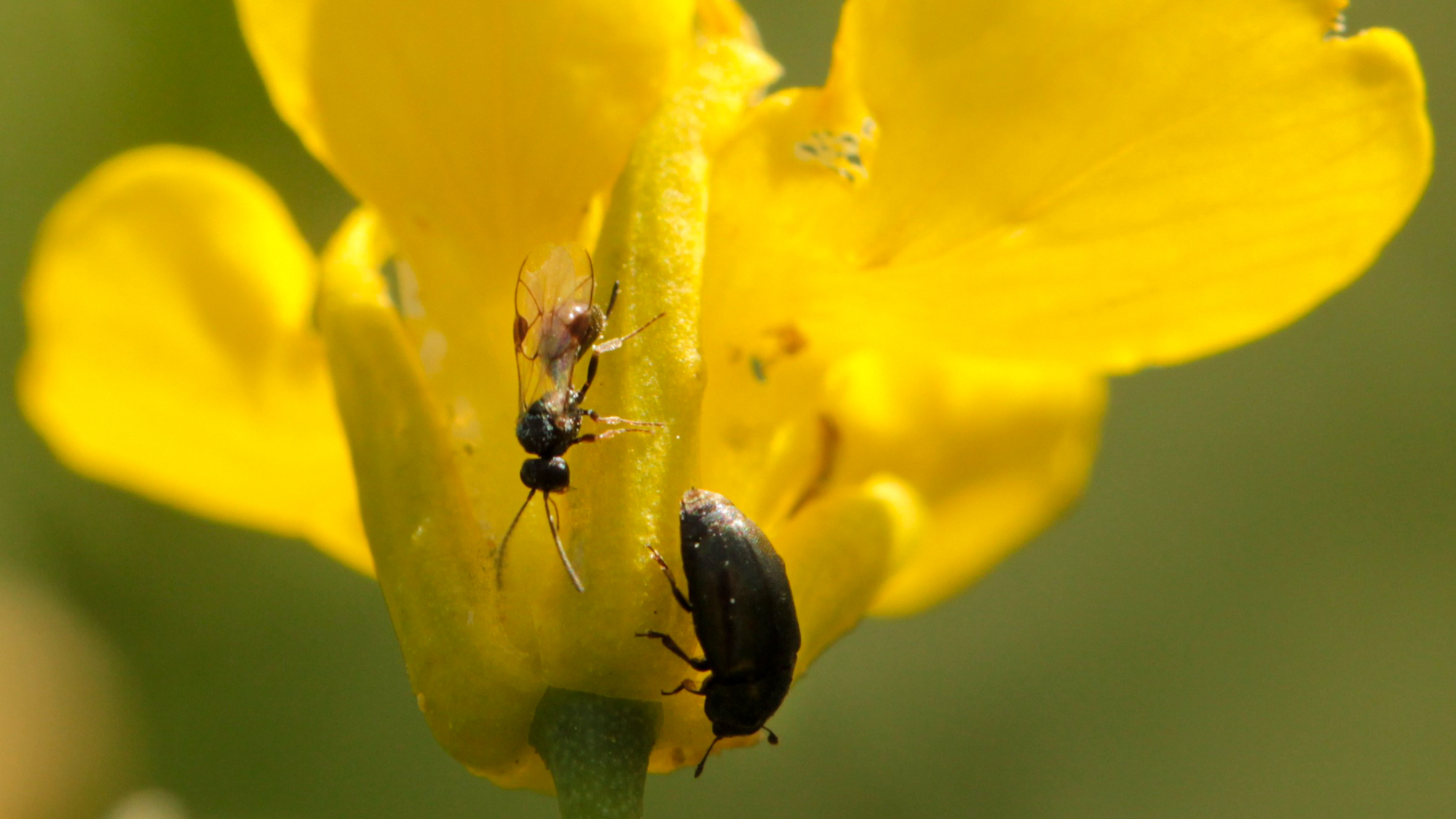 A wasp and a beetle on a yellow flower. Photo.