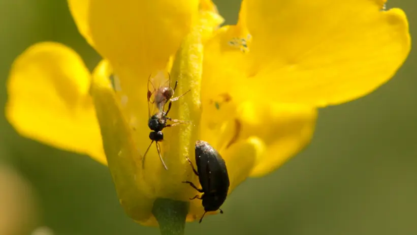 En stekel och en skalbagge på en gul blomma. Foto.