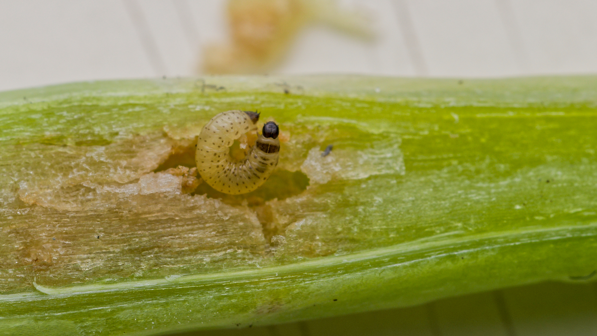 A larvae on a green leaf. Photo.