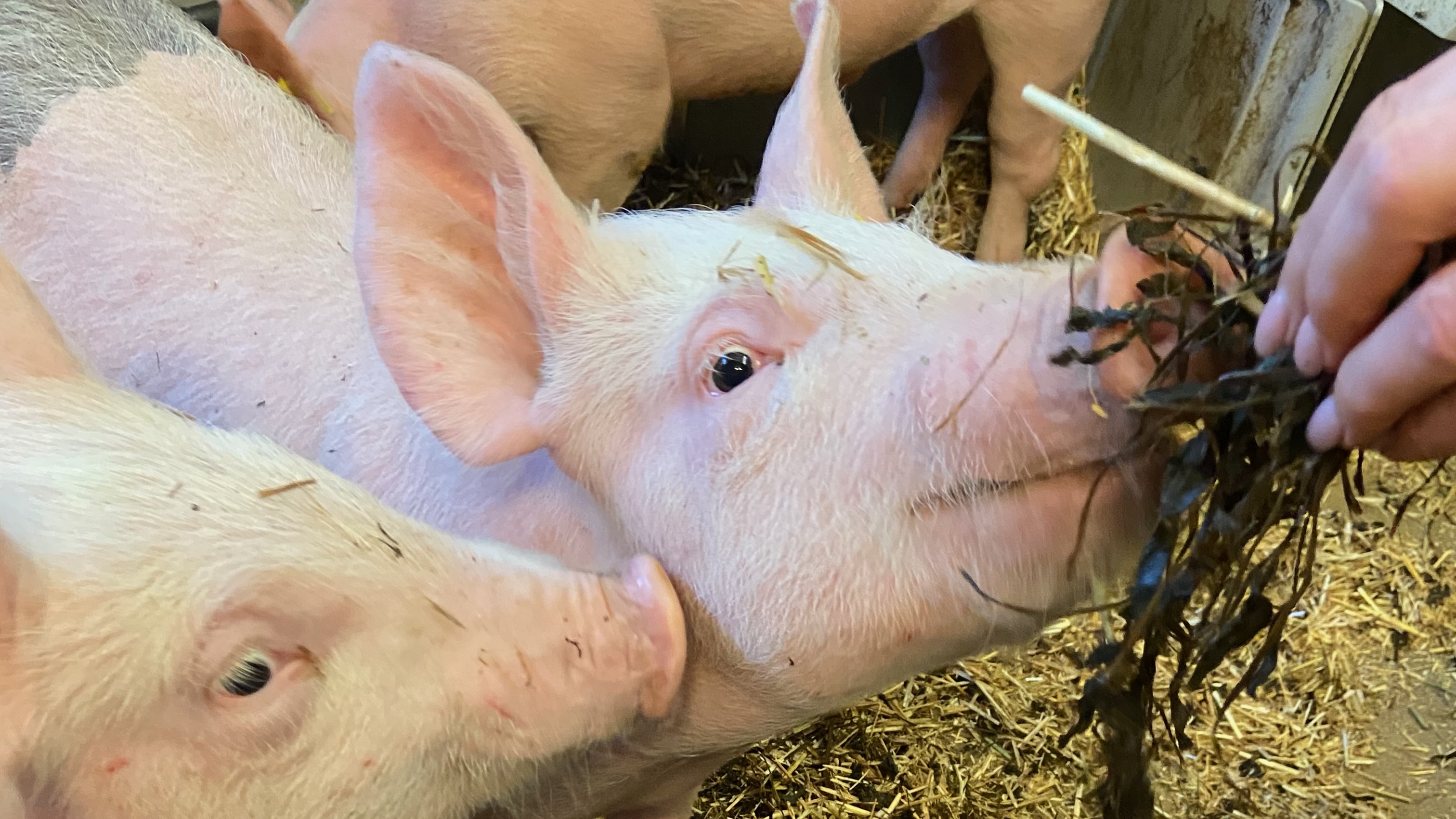 En gris matas ur hand. 