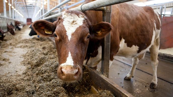 Cows at the Swedish Livestock Research Centre at SLU.