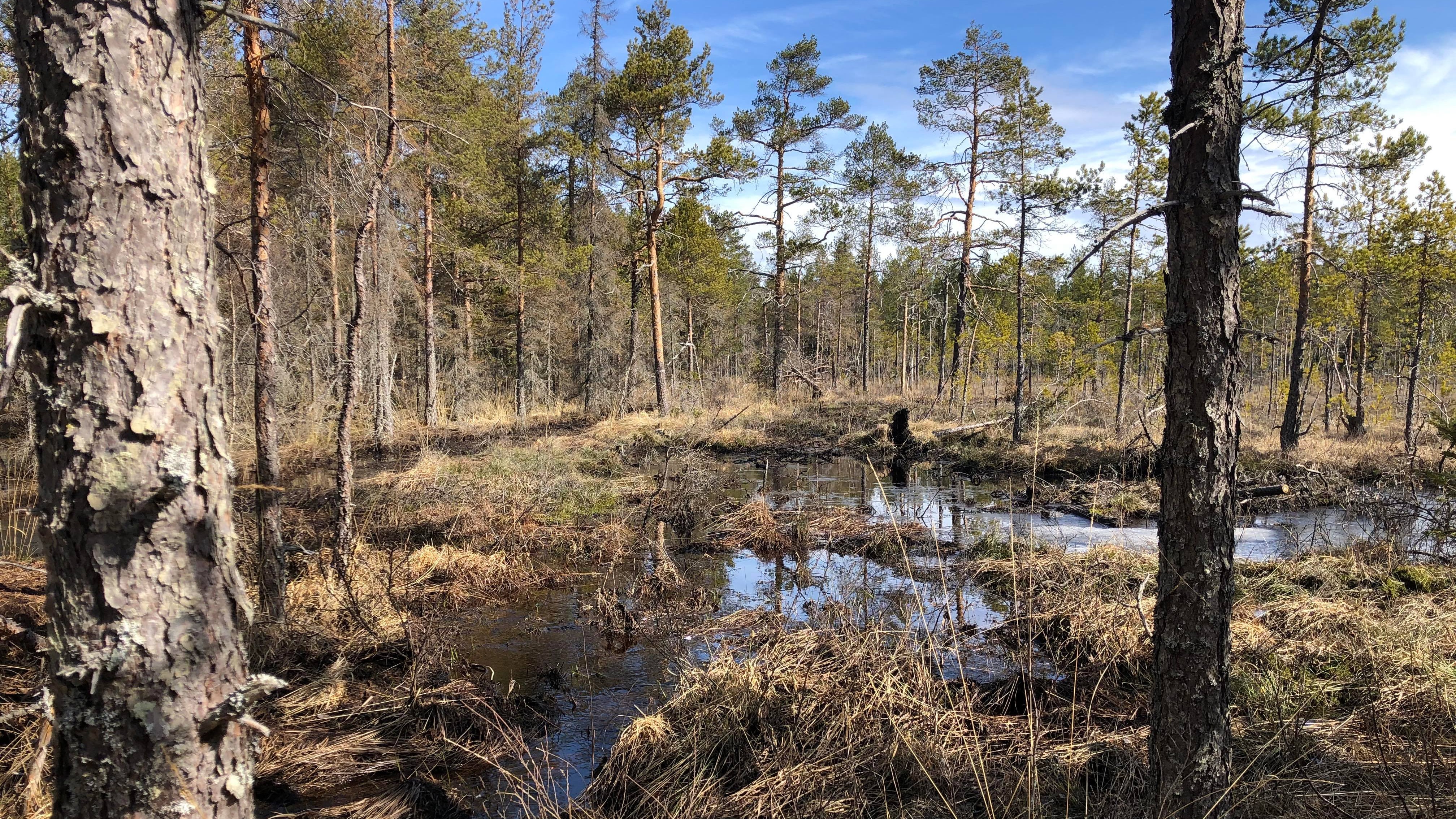 Vattenspegel och glesa tallar. Foto.