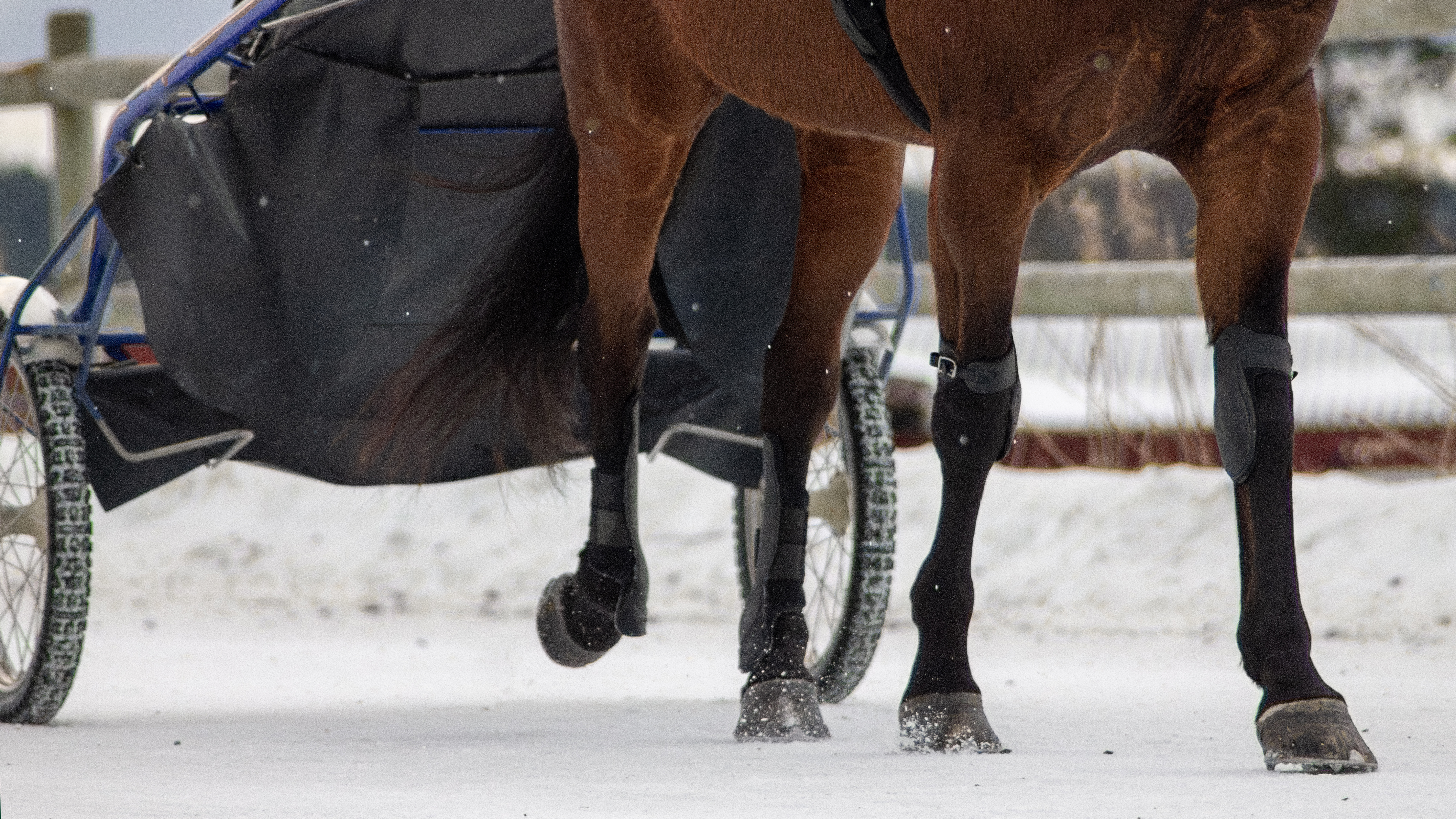 Foto av benen på en travhäst som drar sulky efter sig på snö.