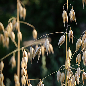 Det finns höga kvalitetskrav på vete och havre som ska användas för barnmatstillverkning. Foto: Pixabay