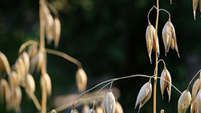 There are high quality requirements for wheat and oats used in the production of baby food. Photo: Pixabay