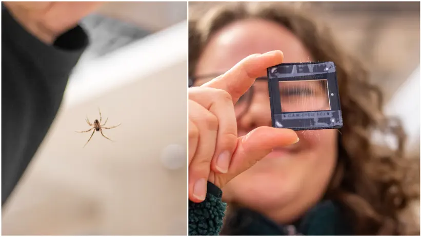 Collage with two images: One of a woman in a laboratory (Viktoria Langwallner, SLU) showing a sample of artificially spun spider silk, the other of an actual spider.