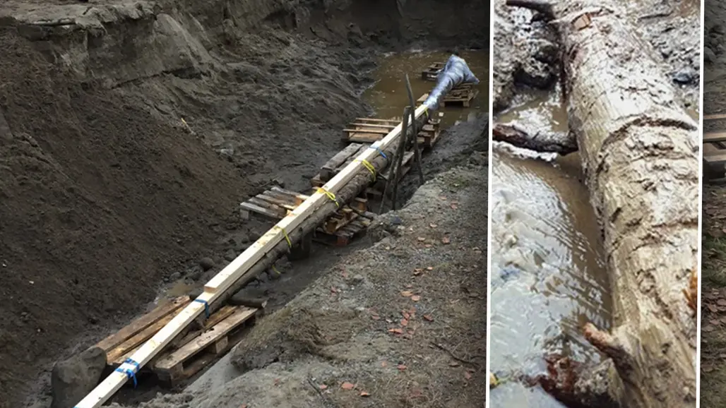 Ancient pine tree unearthed in Lycksele, Sweden.