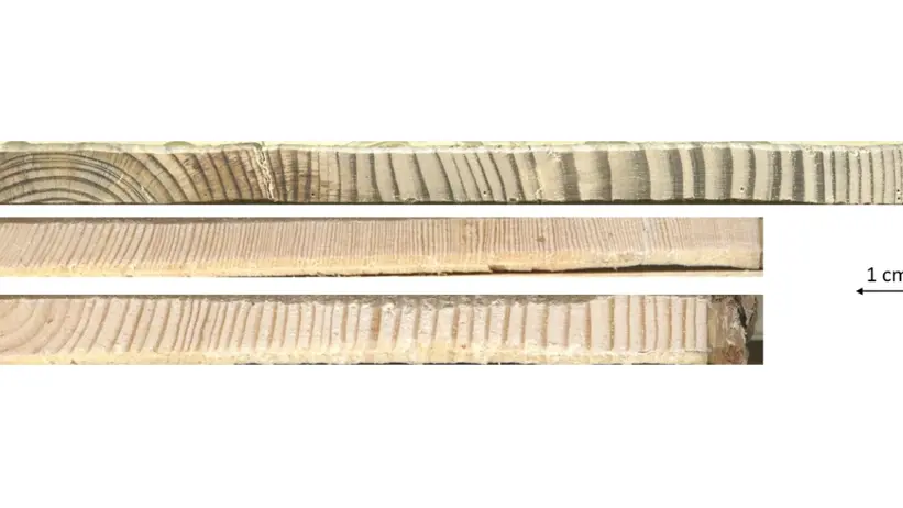 Tree rings compared.