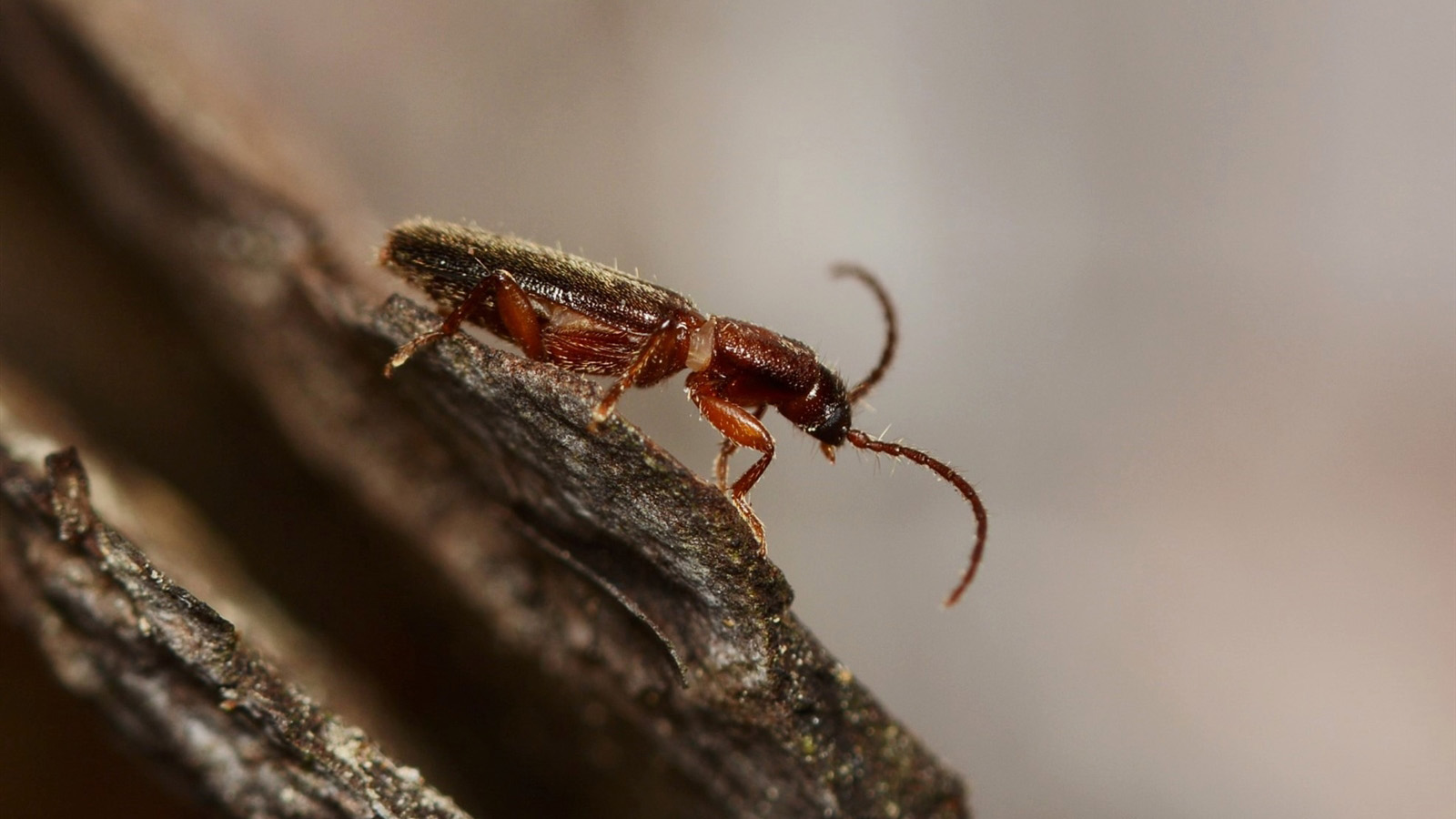 Insekt på trädstam.