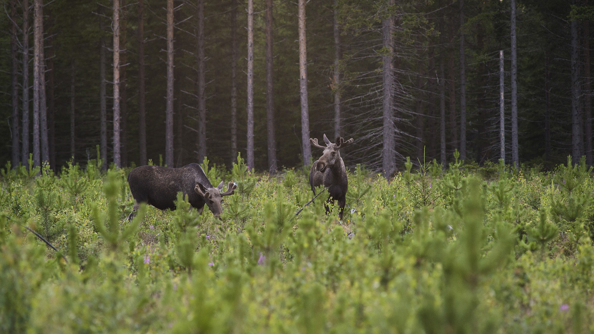 Två älgar i skogen
