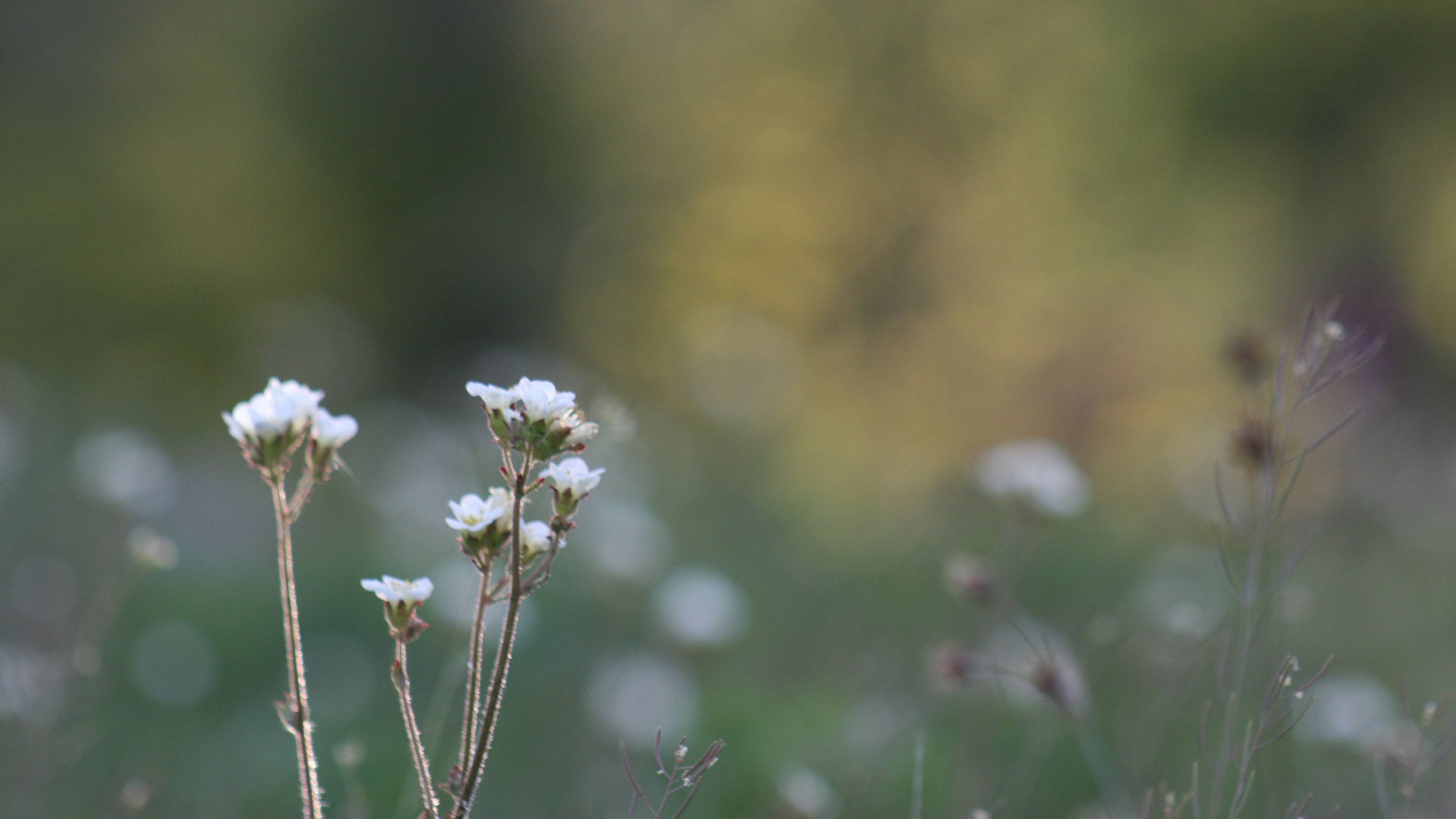 Meadow saxifrage, photo.