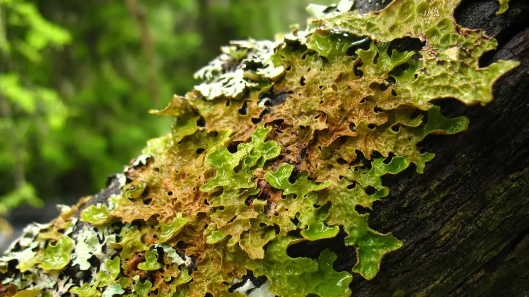 A lichen on a branch. Photo.