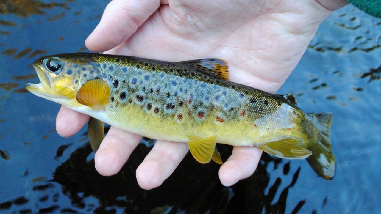 Brown trout