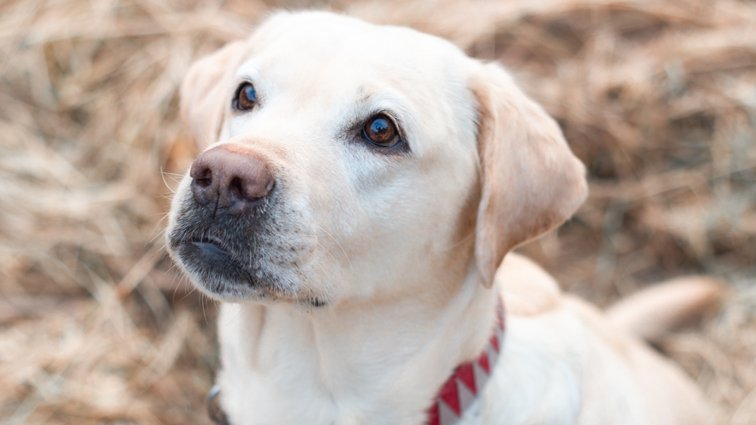 Dog with light colored fur.