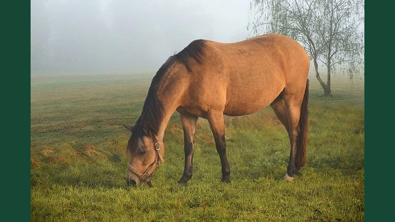 Foto av en häst som betar gräs.