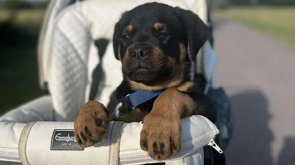 En rottweilervalp sitter i en vit Emmaljunga barnvagn ute på promenad. Valpen har en blå sele.