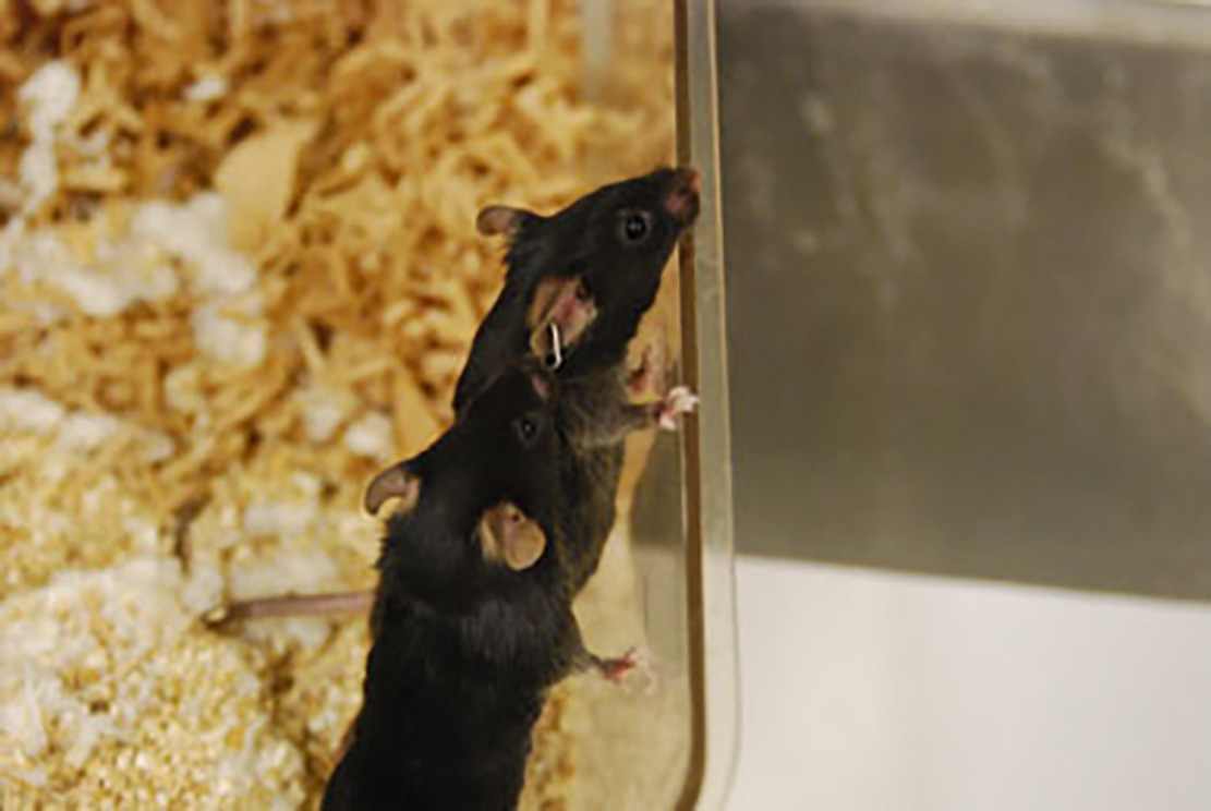 Två bruna laboratoriemöss står upp mot väggen i sin bur.