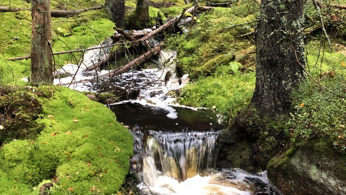 Forest stream with a small waterfall. Photo.