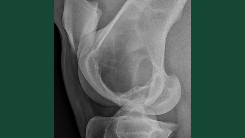 Röntgenbild tagen från sidan av knäleden hos häst.