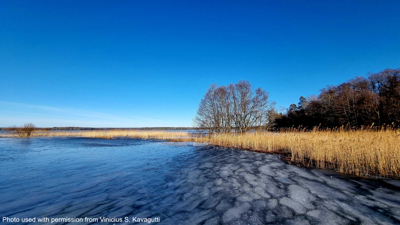Image from Lake Erken, showing floating sections of ice and deep blue water reflecting a clear blue sky. Golden dead aquatic grasses are seen on the right alown with bare trees in the distance.