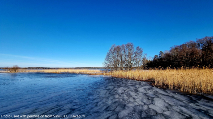 Image from Lake Erken, showing floating sections of ice and deep blue water reflecting a clear blue sky. Golden dead aquatic grasses are seen on the right alown with bare trees in the distance.