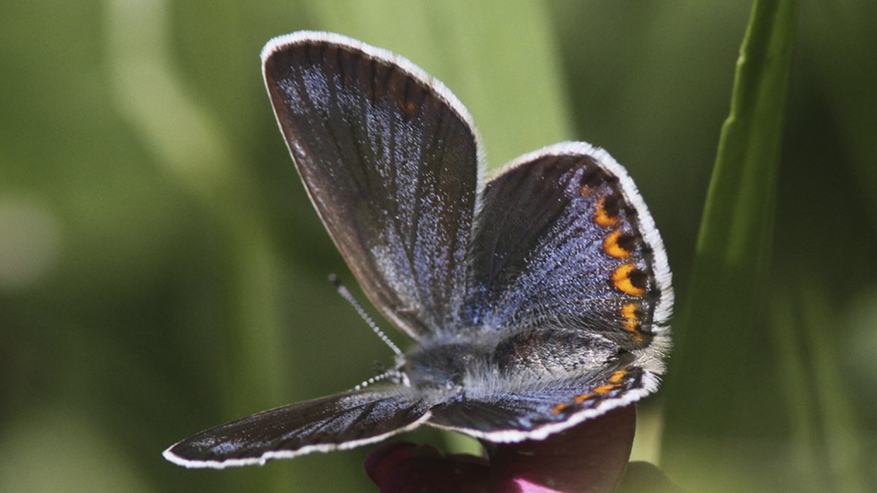 Närbild av en fjäril med utspända vingar på en rosa blomma. Vingarna är mörka med ett blåskimrande fält och en rad orange fläckar längs ytterkanten. Foto