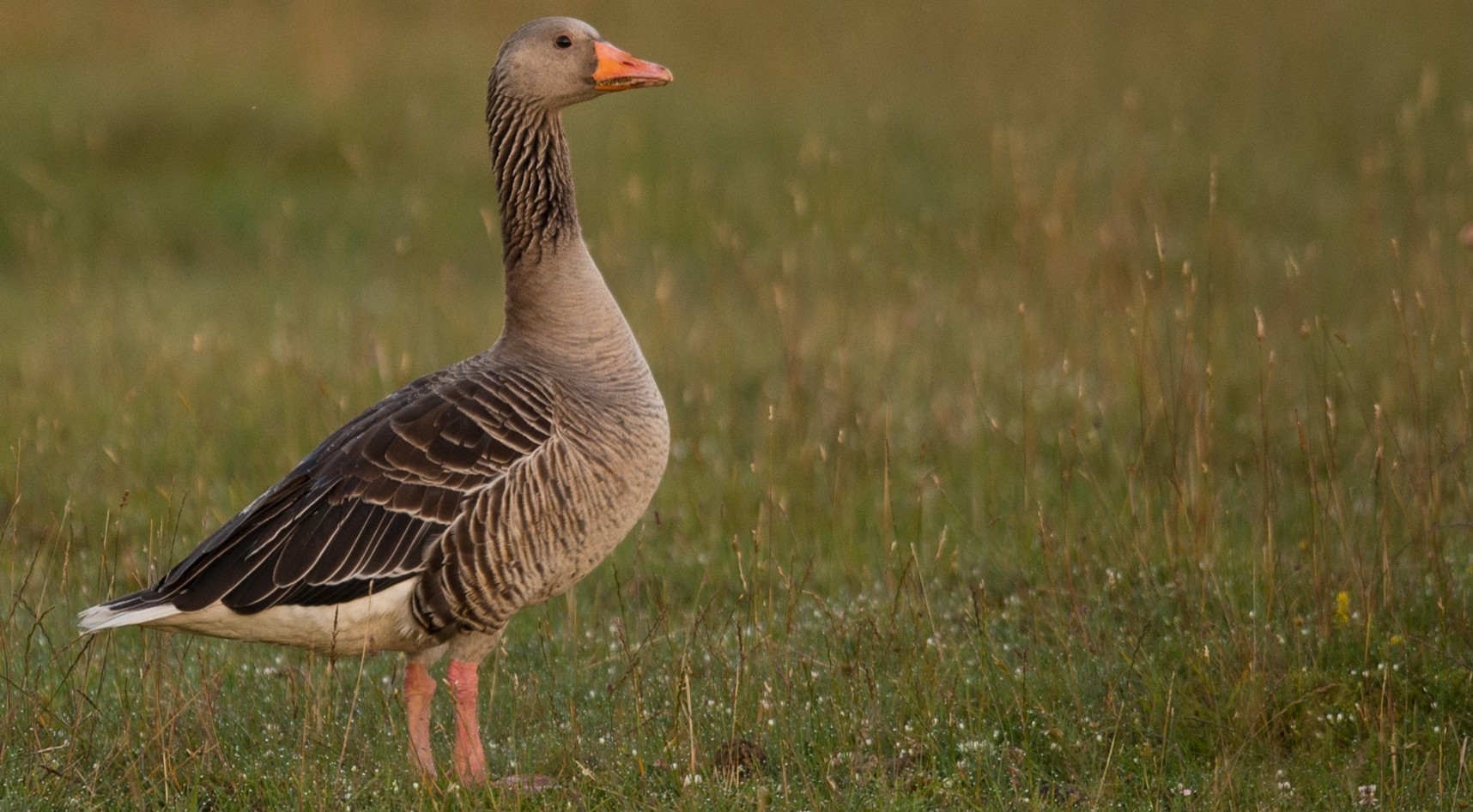 Grågås på strandäng