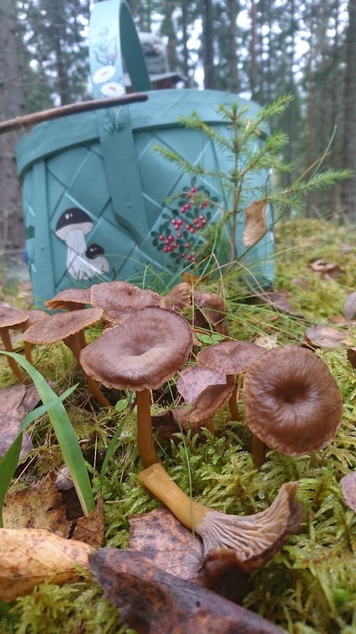 Foto: Att plocka och lära sig om svamp var nytt för mig när jag kom till Sverige. Natasha Webster, 2017.