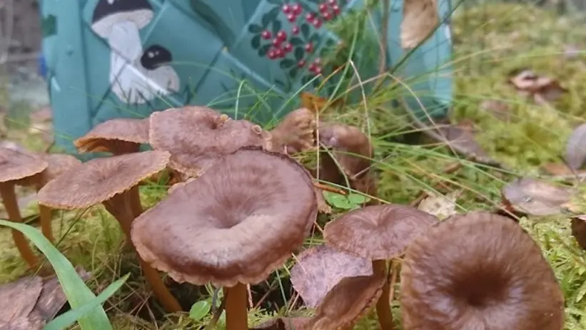 Foto: Att plocka och lära sig om svamp var nytt för mig när jag kom till Sverige. Natasha Webster, 2017.