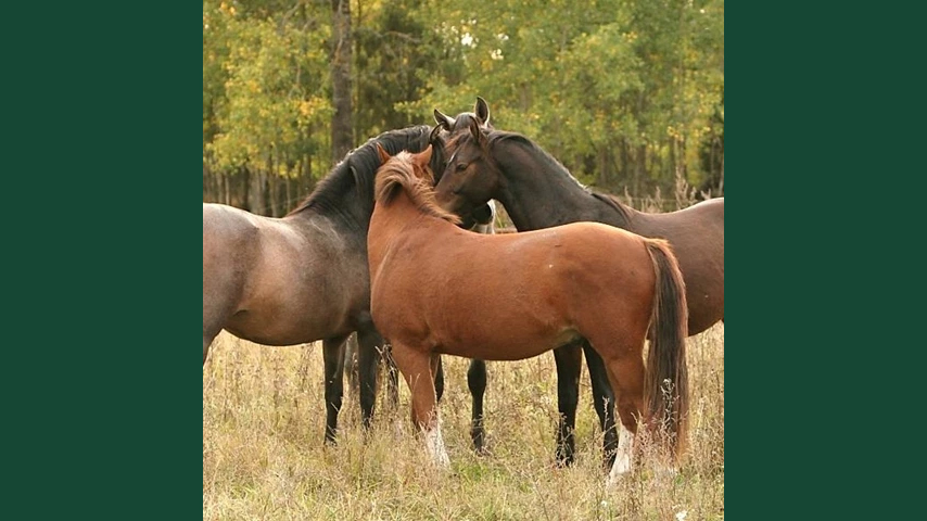 Foto av hästar i grupp som står med huvudena mot varandra i beteshage.