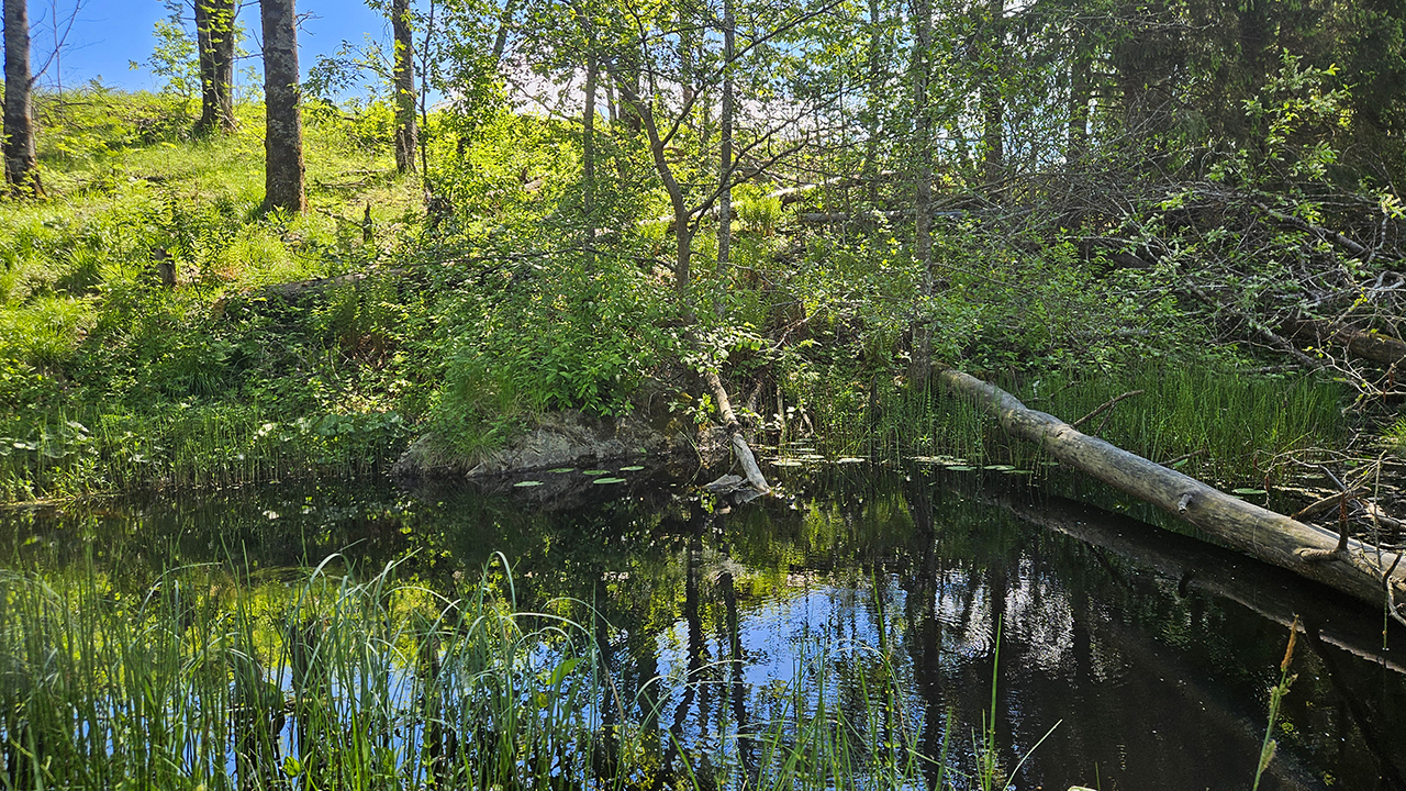 Liten skogstjärn med stilla, mörkt vatten som speglar träd och himmel. Stränderna är täckta av gräs, vass och lummig grönska, med en nedfallen trädstam som sträcker sig ut över vattnet. Runt omkring syns täta löv- och barrträd i starkt solljus. Foto.