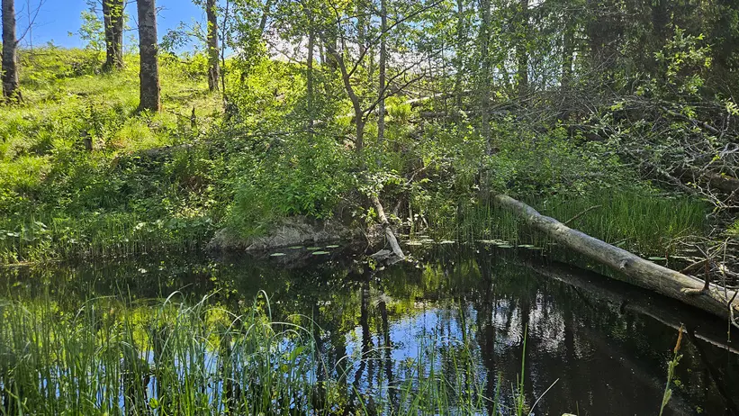 Liten skogstjärn med stilla, mörkt vatten som speglar träd och himmel. Stränderna är täckta av gräs, vass och lummig grönska, med en nedfallen trädstam som sträcker sig ut över vattnet. Runt omkring syns täta löv- och barrträd i starkt solljus. Foto.
