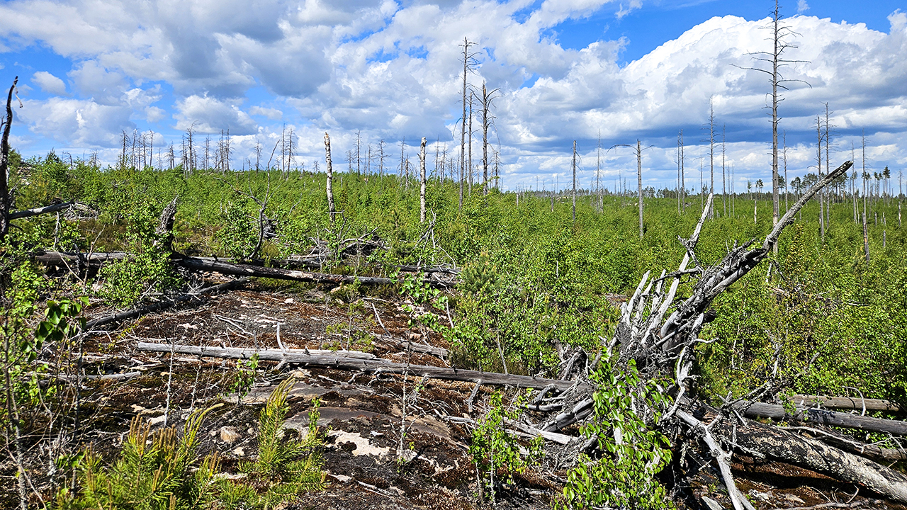 Skogslandskap med många döda och liggande trädstammar i förgrunden och glest stående torra träd i bakgrunden. Marken är täckt av låg grön vegetation och unga buskar, och ovanför syns en blå himmel med stora vita moln. Foto.