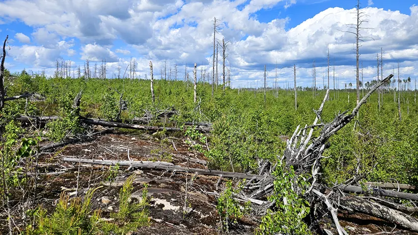 Skogslandskap med många döda och liggande trädstammar i förgrunden och glest stående torra träd i bakgrunden. Marken är täckt av låg grön vegetation och unga buskar, och ovanför syns en blå himmel med stora vita moln. Foto.