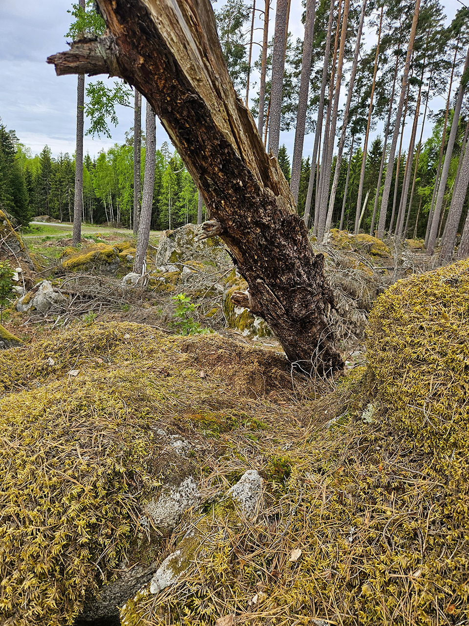 Lutande, delvis murket träd i förgrunden som växer ur en mossig skogsbädd med stenar och barr. I bakgrunden syns en gles tallskog med raka stammar, gröna lövträd och en smal grusväg till vänster under en molnig himmel. Foto.