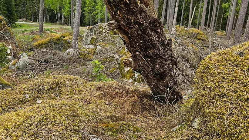 Lutande, delvis murket träd i förgrunden som växer ur en mossig skogsbädd med stenar och barr. I bakgrunden syns en gles tallskog med raka stammar, gröna lövträd och en smal grusväg till vänster under en molnig himmel. Foto.