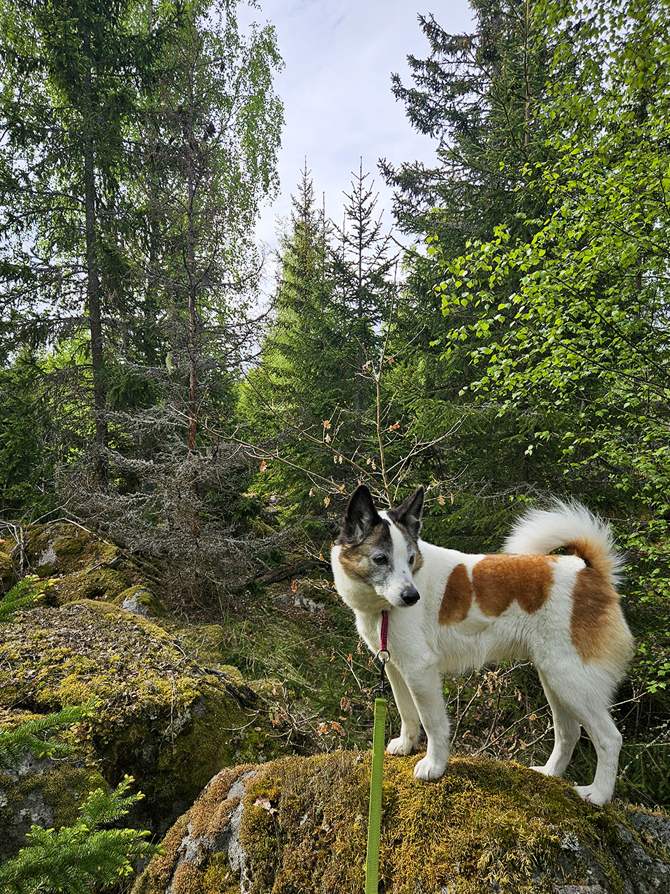 Hund stående på en mossig sten i en tät grön skog, kopplad med koppel. Hunden har vit päls med bruna fläckar och uppåtstående öron, och står med kroppen vänd åt höger medan huvudet är vänt åt vänster. Runt omkring syns granar, lövträd och stenig mark täckt av mossa och ris under en ljus, molnig himmel. Foto.